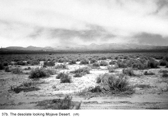 Mohave Desert